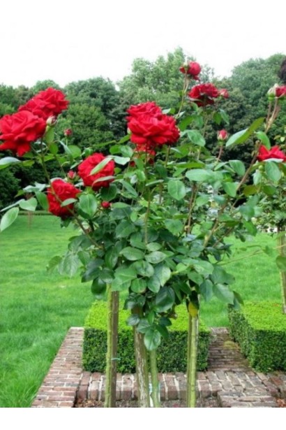 Троянда Ред Вельвет на штамбі